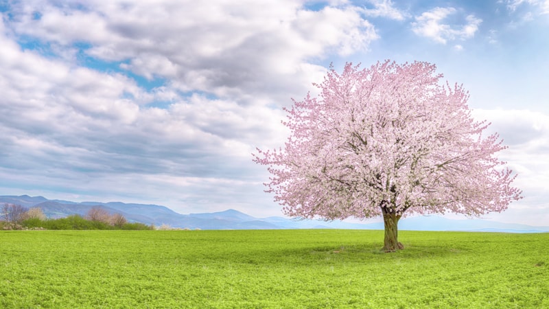 桜の花が咲く丘